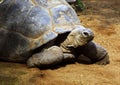 Enormous South African Tortoise the Bergskilpad