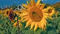 enormous sunflowers in the process of being pollinated by bees Royalty Free Stock Photo