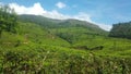 Enormous tea plantation in Munar Royalty Free Stock Photo