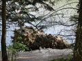 An enormous tree trunk fallen in the water