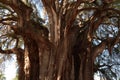 The enormous trunk and branches of the famous Tree of Tule El Arbol del Tule, Oaxaca, Mexico