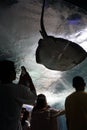 Enoshima Aquarium. Smiling Batoidea under water. Young people watching marine fish in the Royalty Free Stock Photo