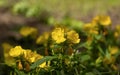 Enotera Night candle, Evening Primrose, Sundrop - delicate yellow flowers with a selective focus