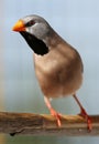 Enquisitive Heck's Grassfinch Royalty Free Stock Photo