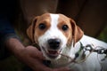 Enraged aggressive, angry dog. Grinning Jack Russell with a bared fangs Royalty Free Stock Photo