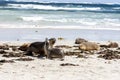 Enraged Australian Sea Lion running after another sea lion Neophoca cinerea on Kangaroo Island beach, South Australia , Seal bay