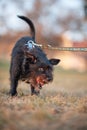 Enraged border schnollie that look like its attacking, showing teeth and looking angry