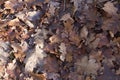 Enriching soil with dead leaves of oak tree in woods