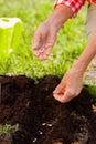 Woman enriching soil after watering little plant in her garden