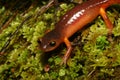 Ensatina salamander (Ensatina eschscholtzii)