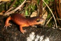 Ensatina salamander (Ensatina eschscholtzii)
