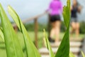 Enseada Beach vegetation