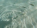 The `Ensenada Grande` beach in Baja California Sur Royalty Free Stock Photo