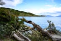 Fallen tree on shore of lake in National Park Tierra del Fuego with  in Patagonia, Provincia de Tierra del Fuego, Argentina Royalty Free Stock Photo