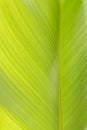 Ensete lasiocarpum close up, front side of leaf