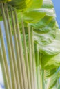 Ensete lasiocarpum close up, front side of leaf