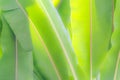 Ensete lasiocarpum close up, front side of leaf