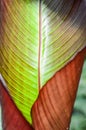 Ensete ventricosum `Maurelii` also known under the common names of False Banana Royalty Free Stock Photo