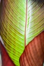 Ensete ventricosum `Maurelii` also known under the common names of False Banana Royalty Free Stock Photo