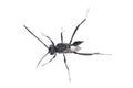 Ensign Wasp - Evania Appendigaster Royalty Free Stock Photo