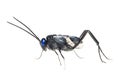 Ensign Wasp Royalty Free Stock Photo