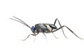 Ensign wasp Royalty Free Stock Photo