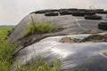 Ensilage on a dairy farm Royalty Free Stock Photo