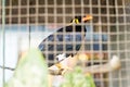 Enslaved bird in cage Thailand Royalty Free Stock Photo