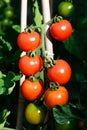 Alicante tomato plant.