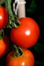 Alicante tomato plant.