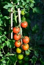 Alicante tomato plant.