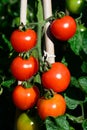 Alicante tomato plant.