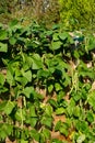 Firestorm runner beans, UK. Royalty Free Stock Photo