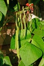 Firestorm runner beans. Royalty Free Stock Photo