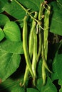 Firestorm runner beans. Royalty Free Stock Photo