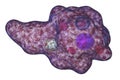 Entamoeba gingivalis protozoan