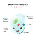 Entamoeba histolytica. Anatomy of Unicellular organism Royalty Free Stock Photo