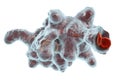 Entamoeba histolytica protozoan