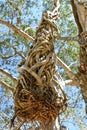 entangled branches of an old tree Royalty Free Stock Photo