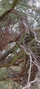 Entangled Wild Viney Desert Mistletoe Foliage Nestled in Palo Verde Tree Foliage Plants Nature Photography