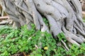 Entangling roots together Royalty Free Stock Photo