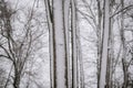 Winter Veins: Snow-Drizzled Trunks in the Enchanted Forest