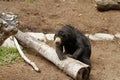 Bear\'s Tranquil Repose: San Diego Zoo\'s Gentle Giant