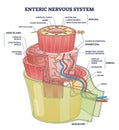 Enteric nervous system or ENS intrinsic autonomic anatomy outline diagram Royalty Free Stock Photo