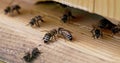 Upon entering the hive, bees communicate by touching each other's feelers.