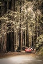 Entering the Redwoods forest in California