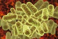 Enterobacter bacteria, gram-negative rod-shaped bacteria Royalty Free Stock Photo