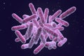 Enterobacteriaceae, gram-negative rod-shaped bacteria, part of intestinal microbiome and causative agents of different Royalty Free Stock Photo