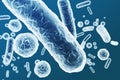 Enterobacteriaceae, gram-negative rod-shaped bacteria