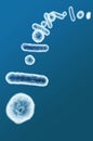 Enterobacteriaceae, gram-negative rod-shaped bacteria